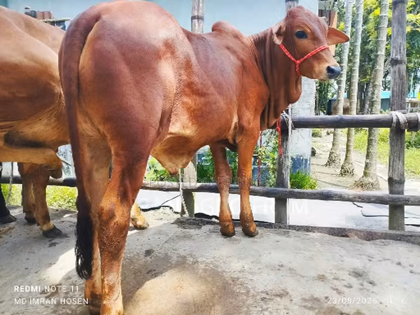 Toro, Ganado vacuno