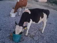 公牛, Swiss cattle — 照片 5