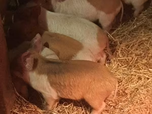 Säue, Schweine
