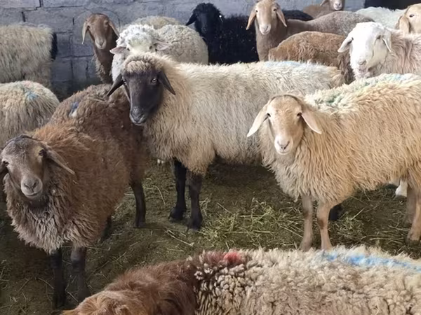 Owca, Tian-Shan semifinewool sheep