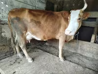 Cow, Cattle — photo 8