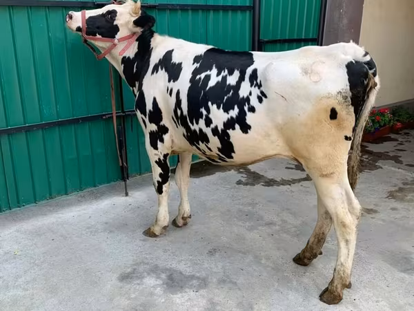 İnek, Holstein ırkı