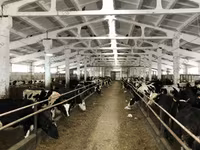 İnek, Yaroslavl cattle — foto 5