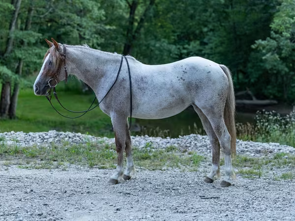 Kobyła, Quarter Horse