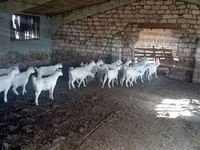 Cabra, Cabras — foto 2