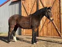 Koń, Mustang — zdjęcie 1