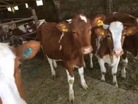 İnek, Simmental cattle — foto 1