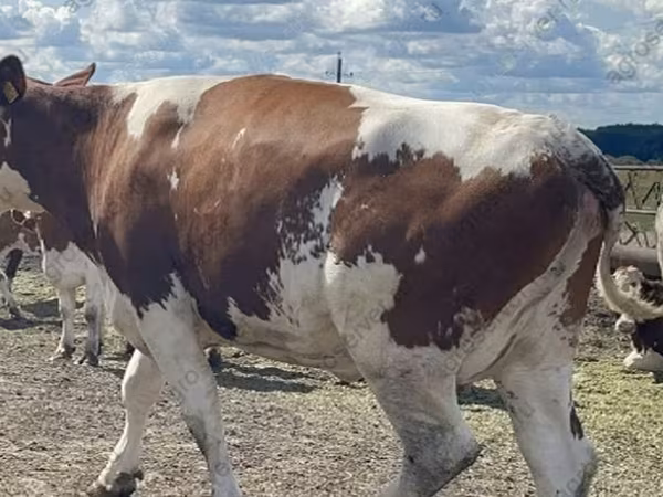 İnek, Holstein ırkı