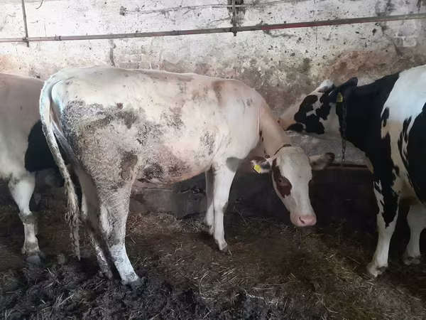 Kuh, Holstein-Rasse — Polen