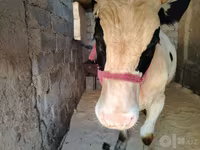 Boğa, Russian Black pied cattle — foto 1