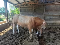 Bulle, Blonde d’Aquitane cattle — Foto 5