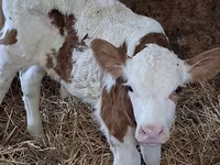 Bulle, Simmental cattle — Foto 6