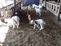 Schaf, Awassi sheep — Foto 3