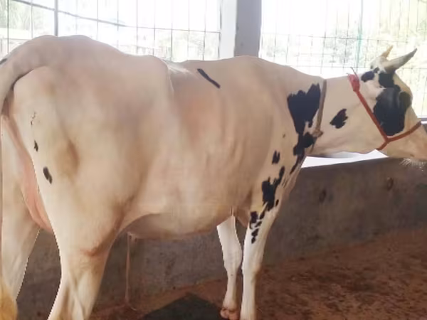 Kuh, Holstein-Rasse