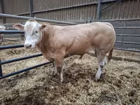 Boğa, Blonde d’Aquitane cattle — foto 3