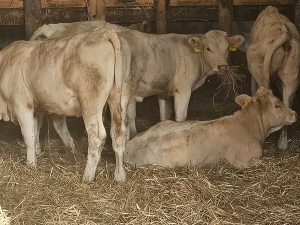Kuh, Charolais cattle