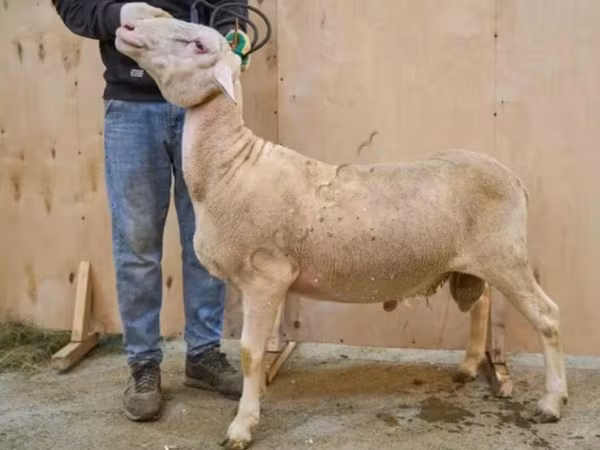 Baran, Lacaune sheep