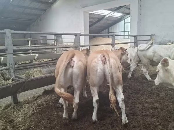 بقرة, Blonde d’Aquitane cattle