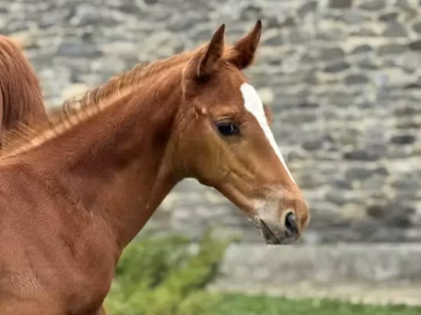 Aygır, Anglo-Arabian