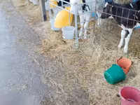Bulle, Swiss cattle — Foto 6
