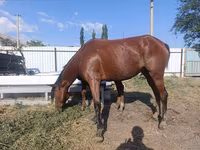 Mare, Thoroughbred horse — photo 6