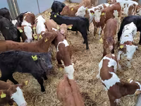 Bulle, Holstein-Rasse — Foto 2