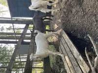 Cabro, LaMancha goats — foto 2