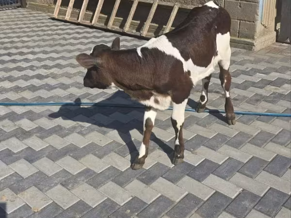Vaca, Ganado vacuno