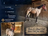 Stute, Rocky Mountain Horse — Foto 1