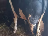 Bull, Holstein breed — photo 1