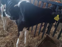 Vaca, Ganado vacuno — foto 1