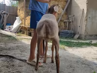 Widder, Edilbay sheep — Foto 5