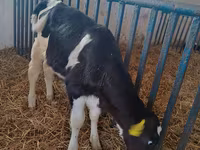 İnek, Holstein ırkı — foto 2