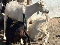 Ziege, LaMancha goats — Foto 2