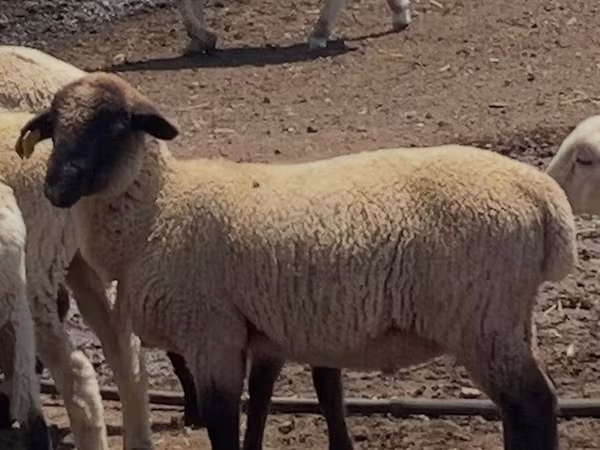 Baran, Hampshire sheep