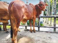 Toro, Ganado vacuno — foto 1