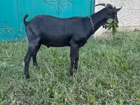 Billy Goat, Murcia-Granada goats — photo 3