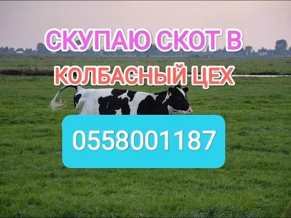 Holstein-Rasse