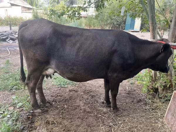 Vaca, Ukrainian Brown Dairy Cattle