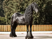 حصان, Friesian — الصورة 5