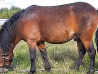 Caballo, American shetland pony — foto 1
