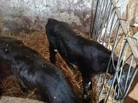 Bull, Cattle — photo 1