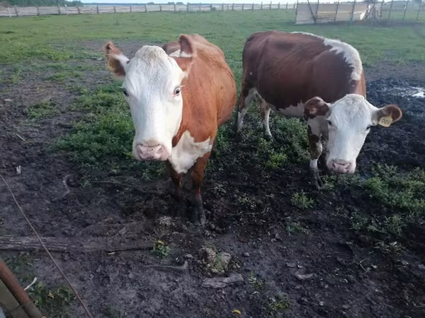 Vaca, Hereford