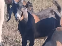 تيس, Nubian Goat — الصورة 1