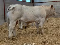 Bulle, Charolais cattle — Foto 2
