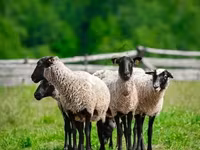 Baran, Romanov sheep — zdjęcie 2