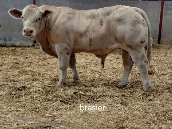 Bulle, Charolais cattle