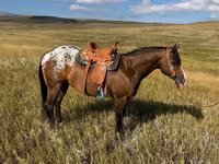 Hengst, Horses of Sable Island — Foto 2