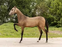 Kobyła, Akhal-Teke — zdjęcie 2