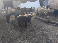Owca, Romanov sheep — zdjęcie 2